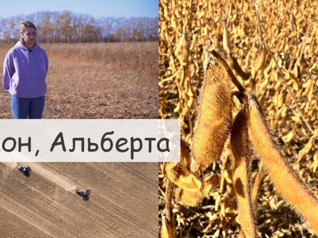 Неприхотливый многолетник. Перспективы выращивания мискантуса на российских полях