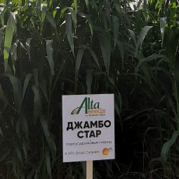 Джамбо Стар