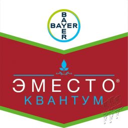 Эместо Квантум, кс